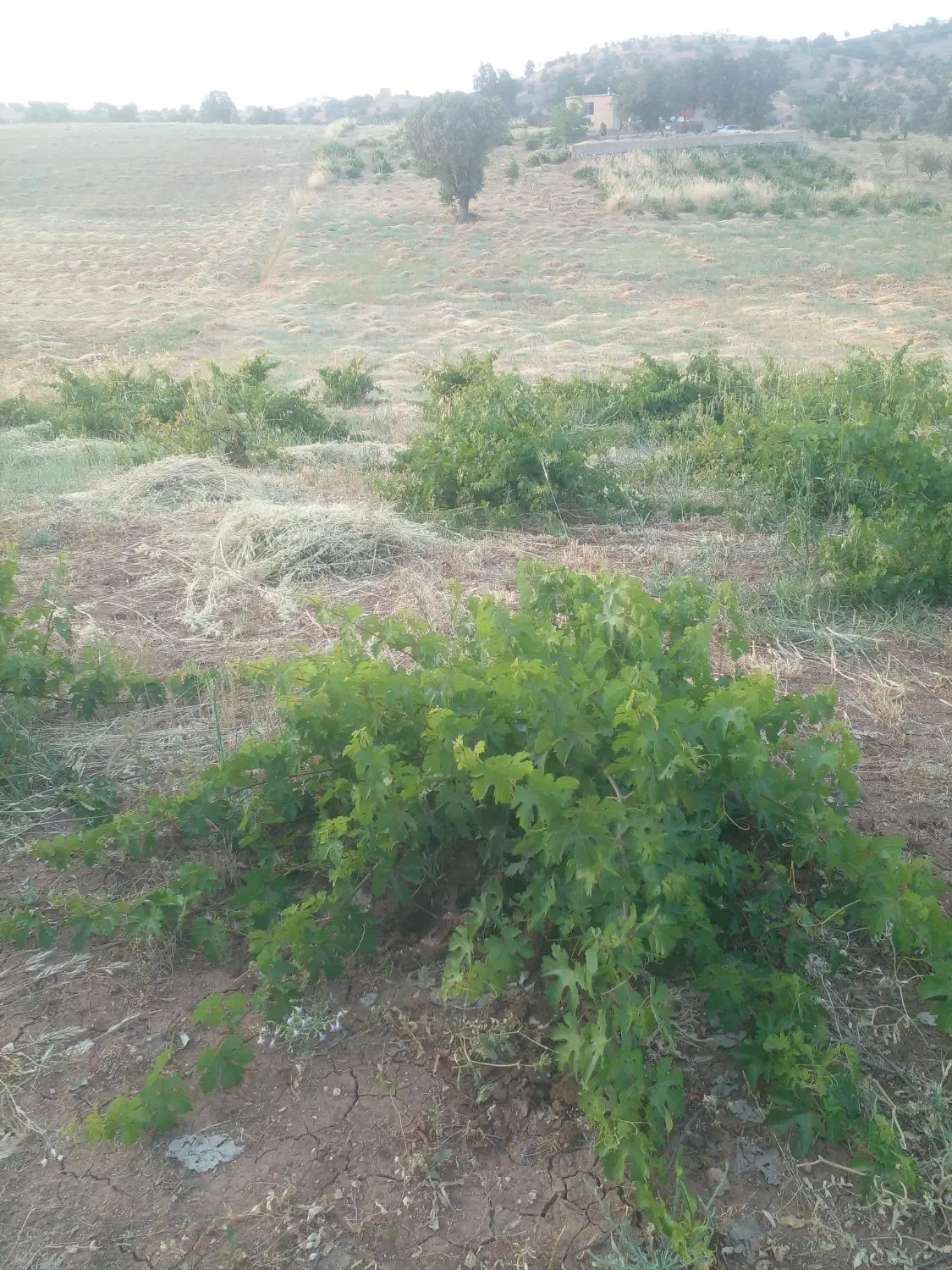 زمین کشاورزی