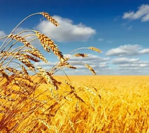 فروش زمین کشاورزی