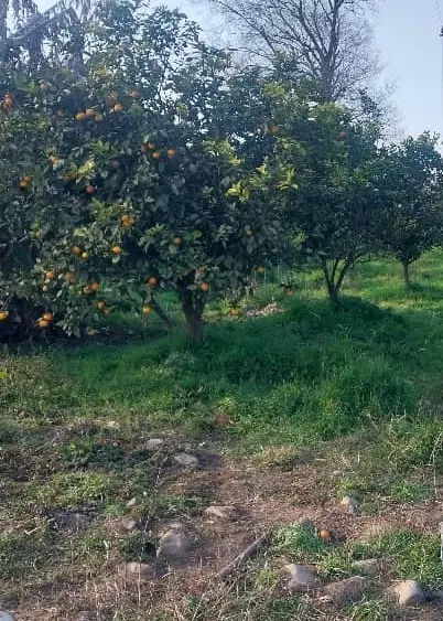 ۲۷۴متر زمین شهری واقع در گلشهر