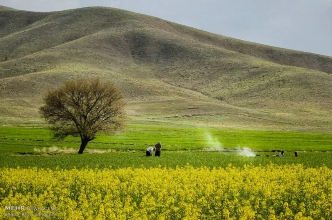 1000متر زمین برای باغ
