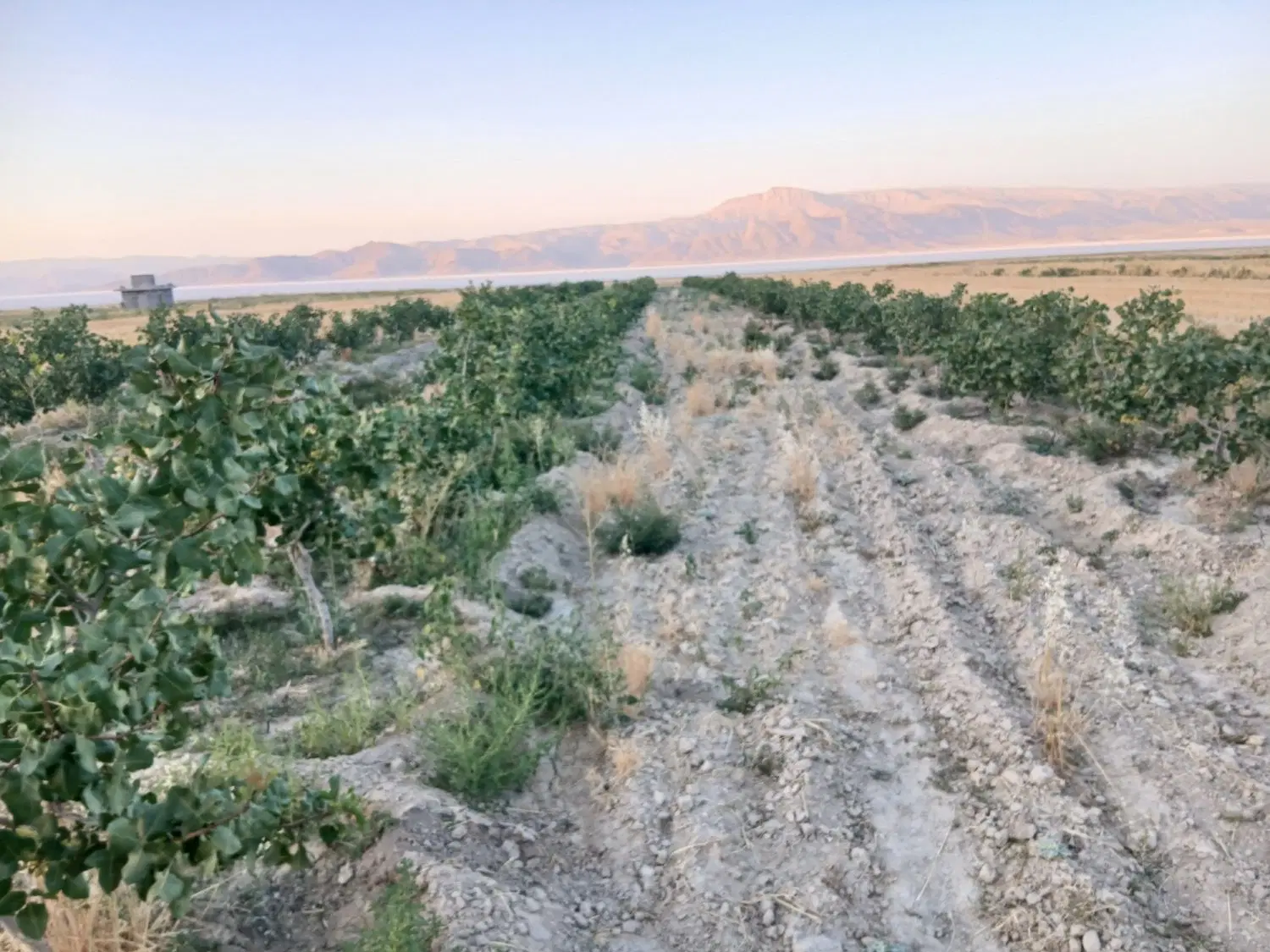 ۶۰۰۰ متر باغ پسته در روستای مهارلو