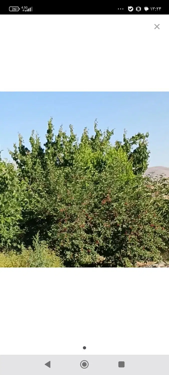 زمین باغی