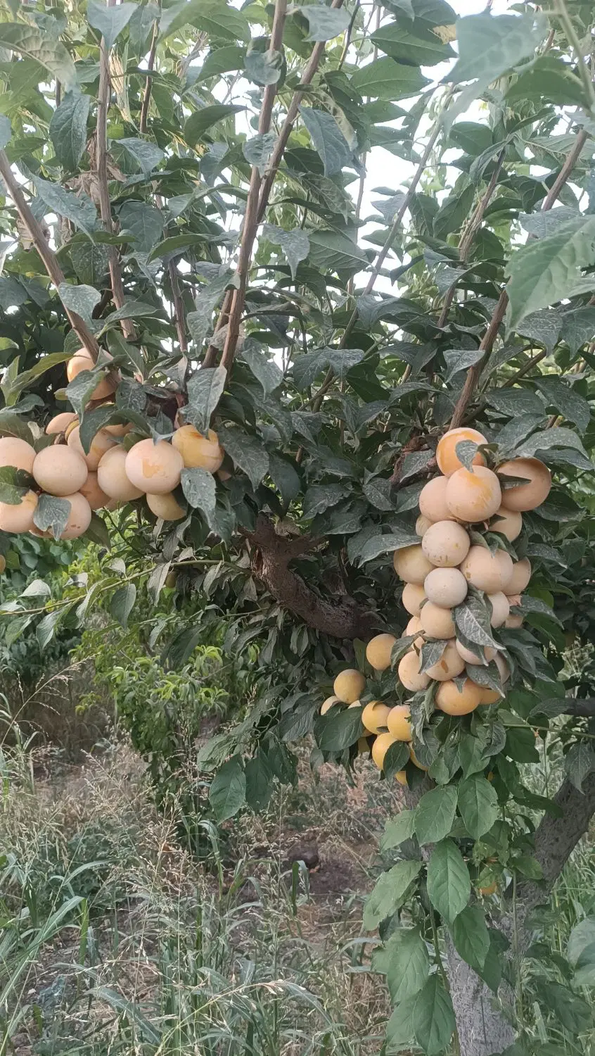 باغ کشاورزی در زرنان