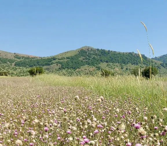 زمین تجاری استانداری