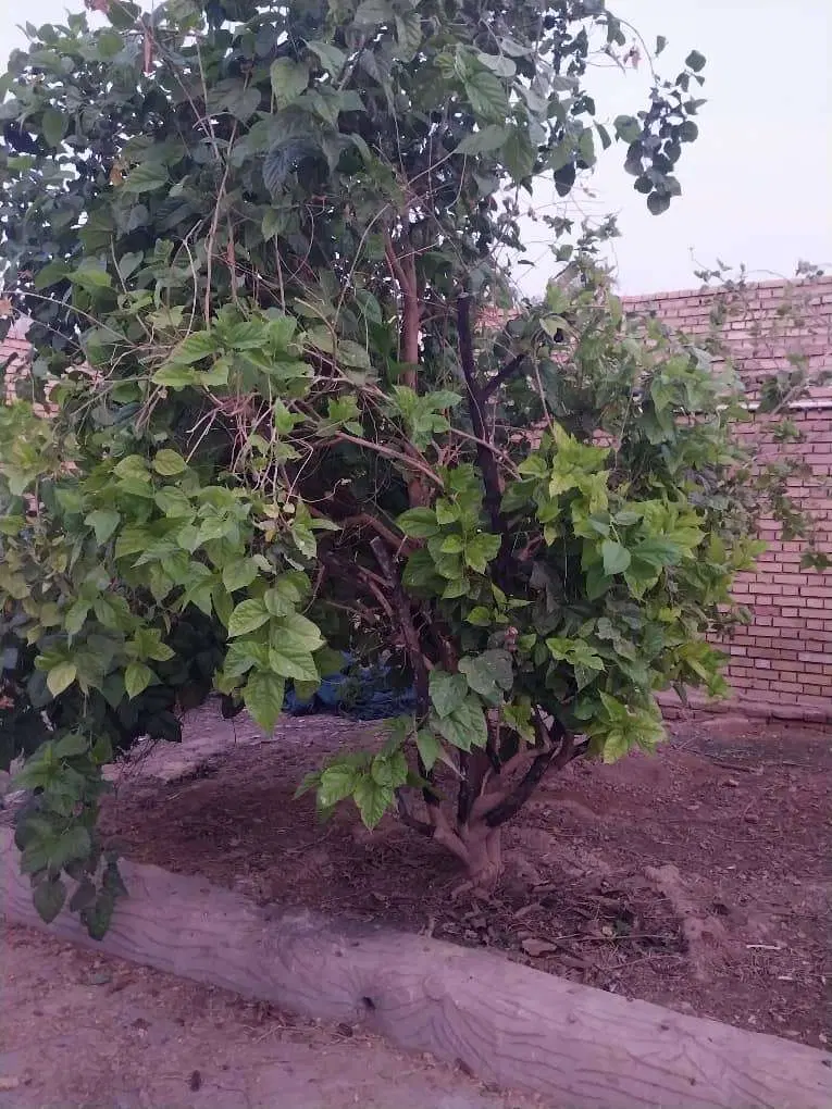 خانه کلنگی