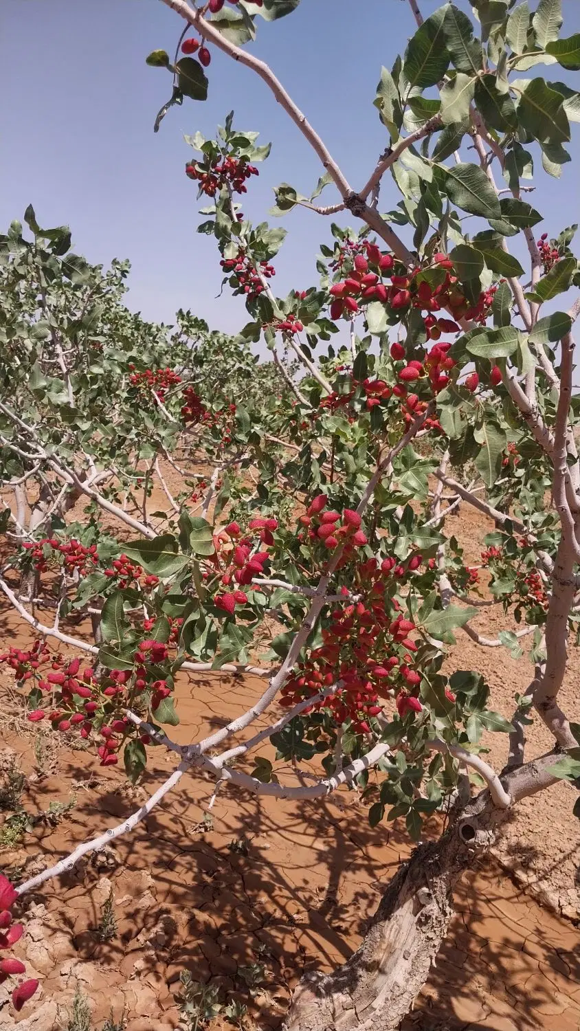 فروش ۱۴ هکتار باغ پسته متری ۲۵۰ هزار