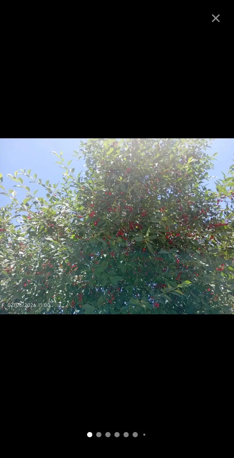 باغچه مناسب سرمایه گذاری