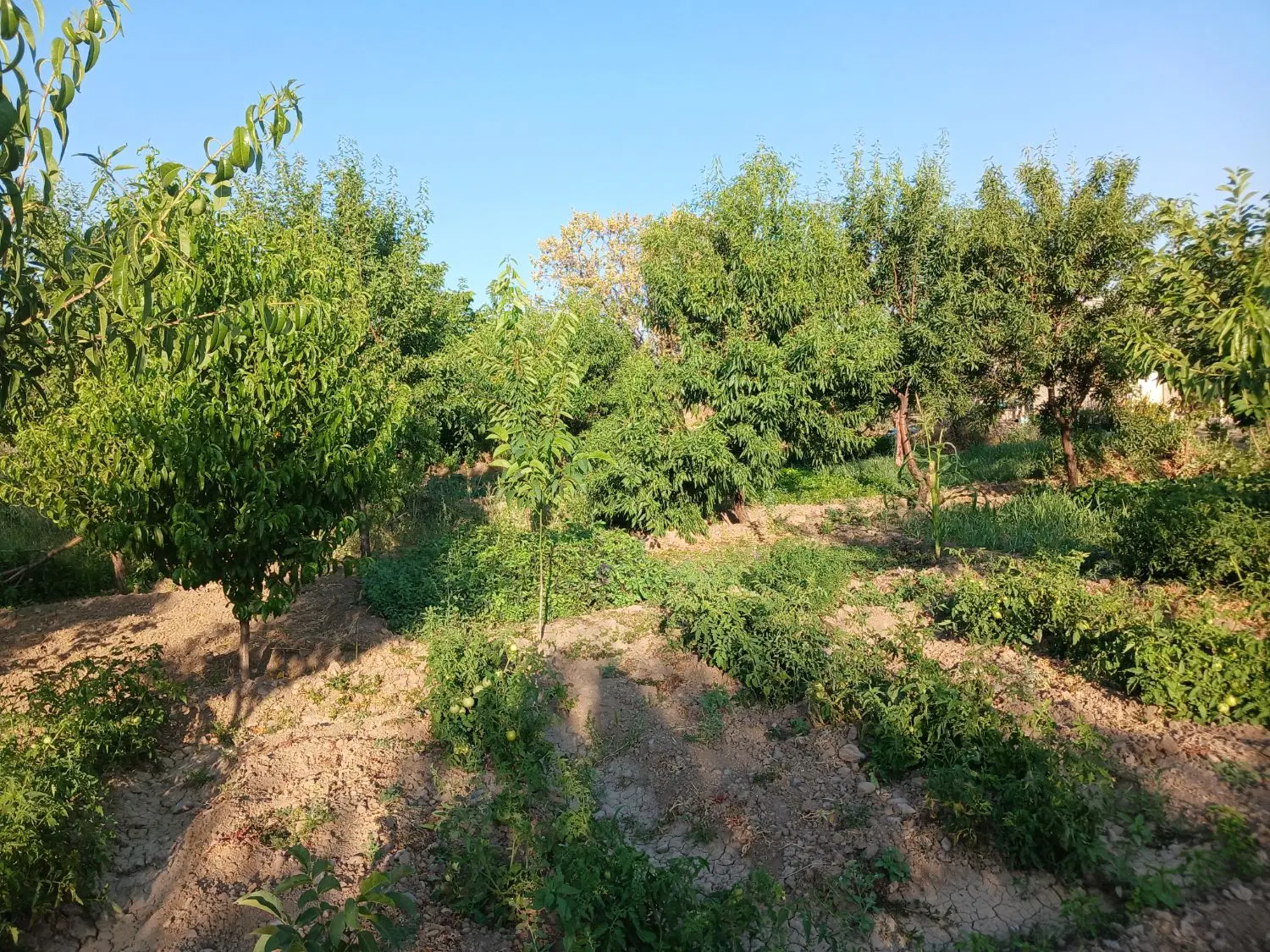 باغ ویلایی مکانی دنج