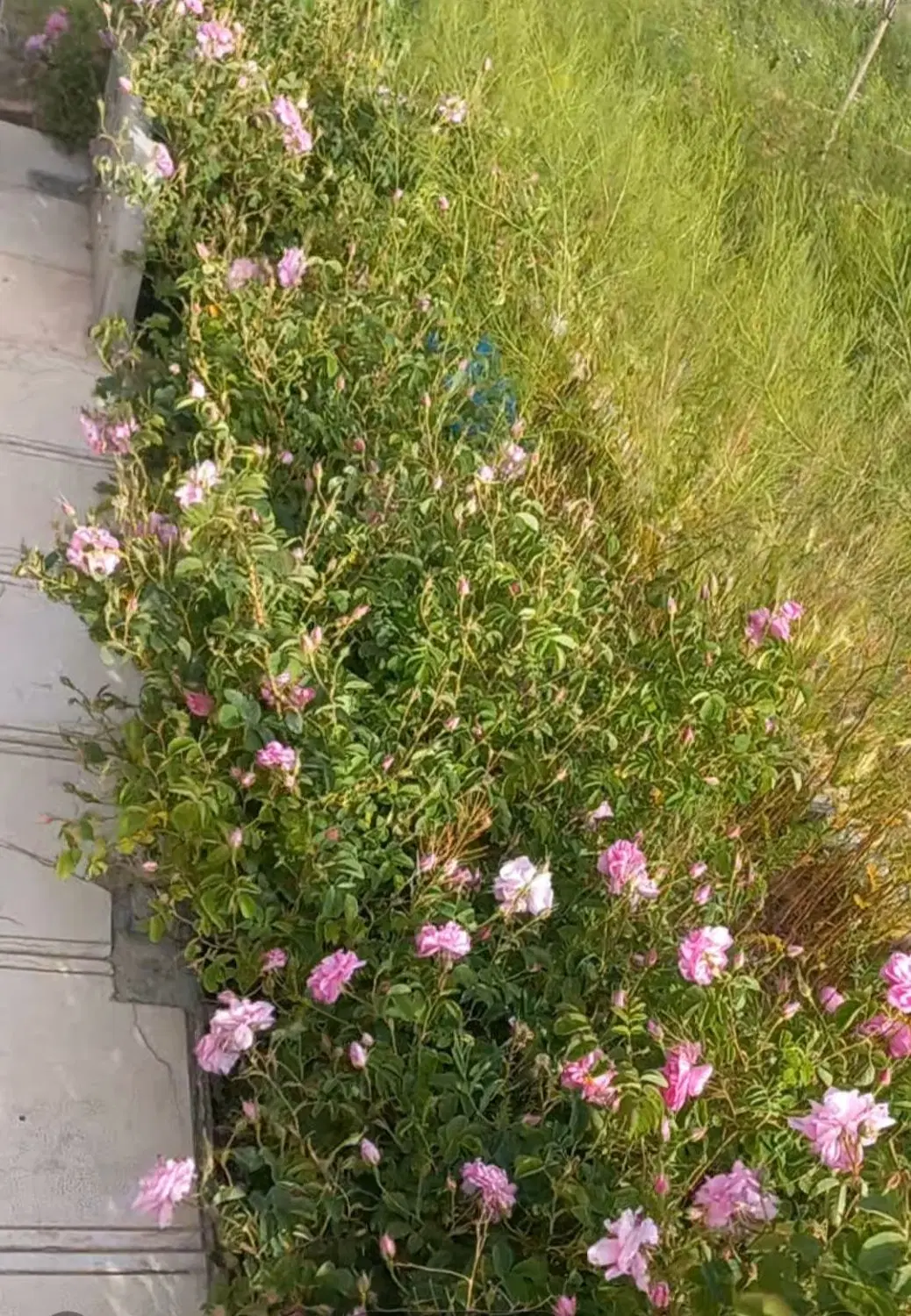 باغ ۸۰۰ متری مرزگران