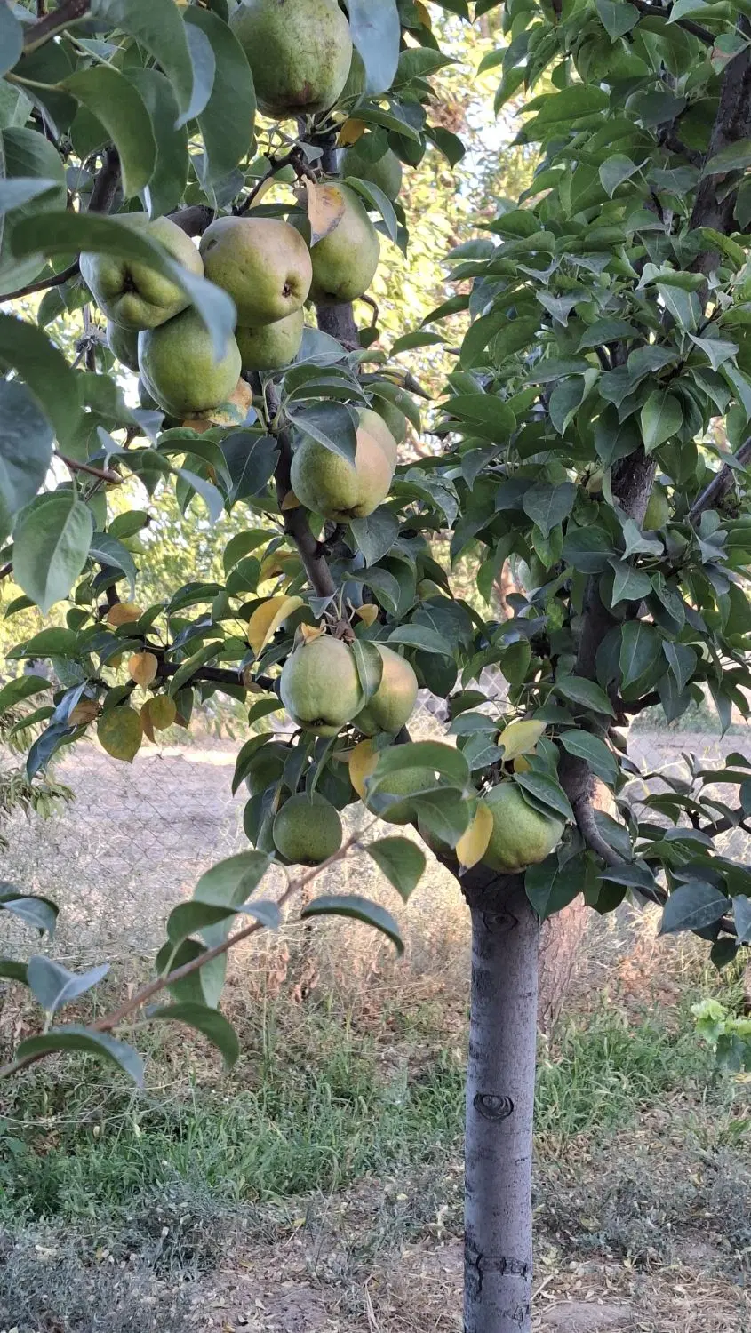باغ میوه ۵۰۰متری انگورقرمز و گلابی  ملکی