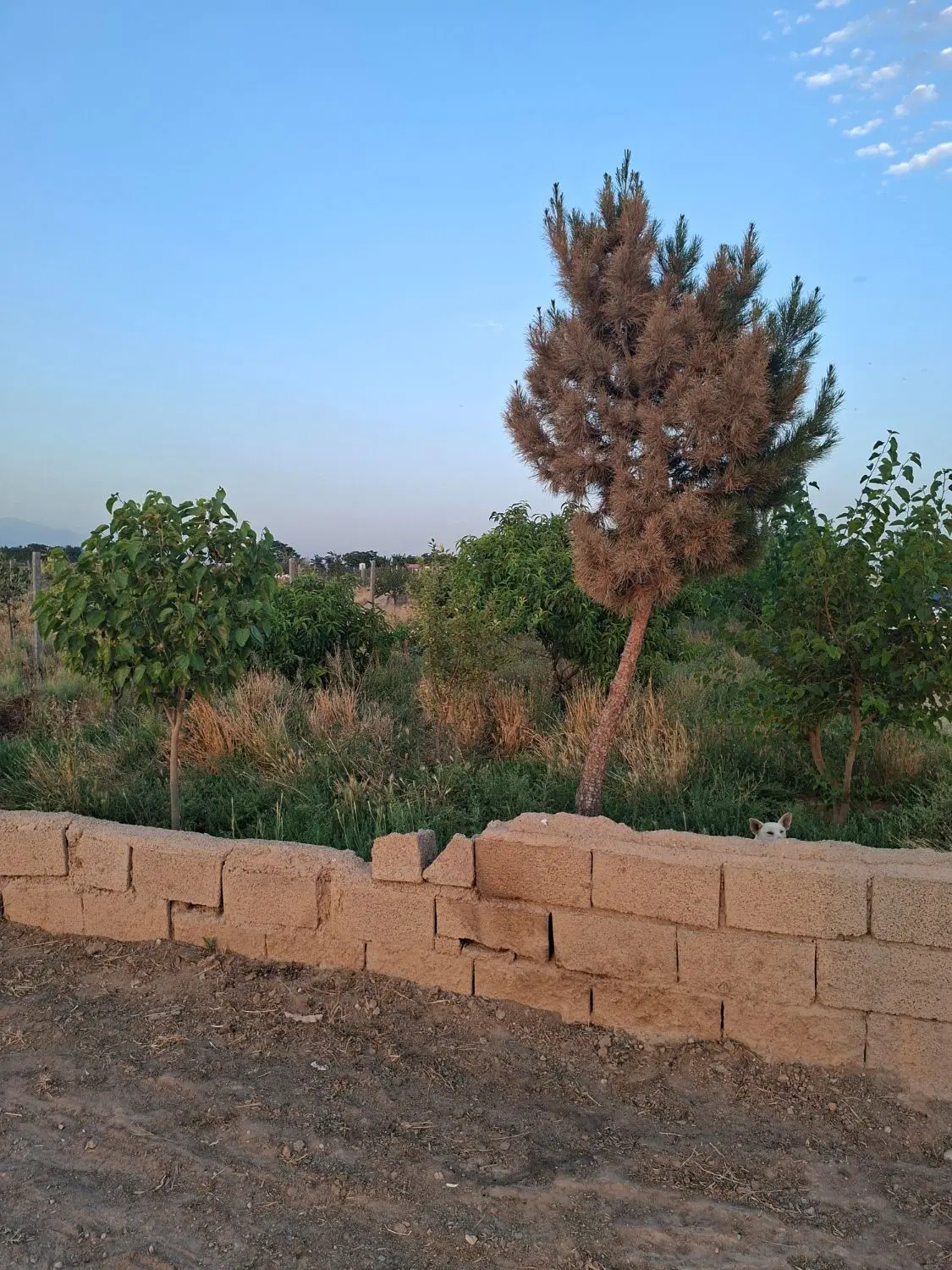 باغچه ۱۰۰۰ متری