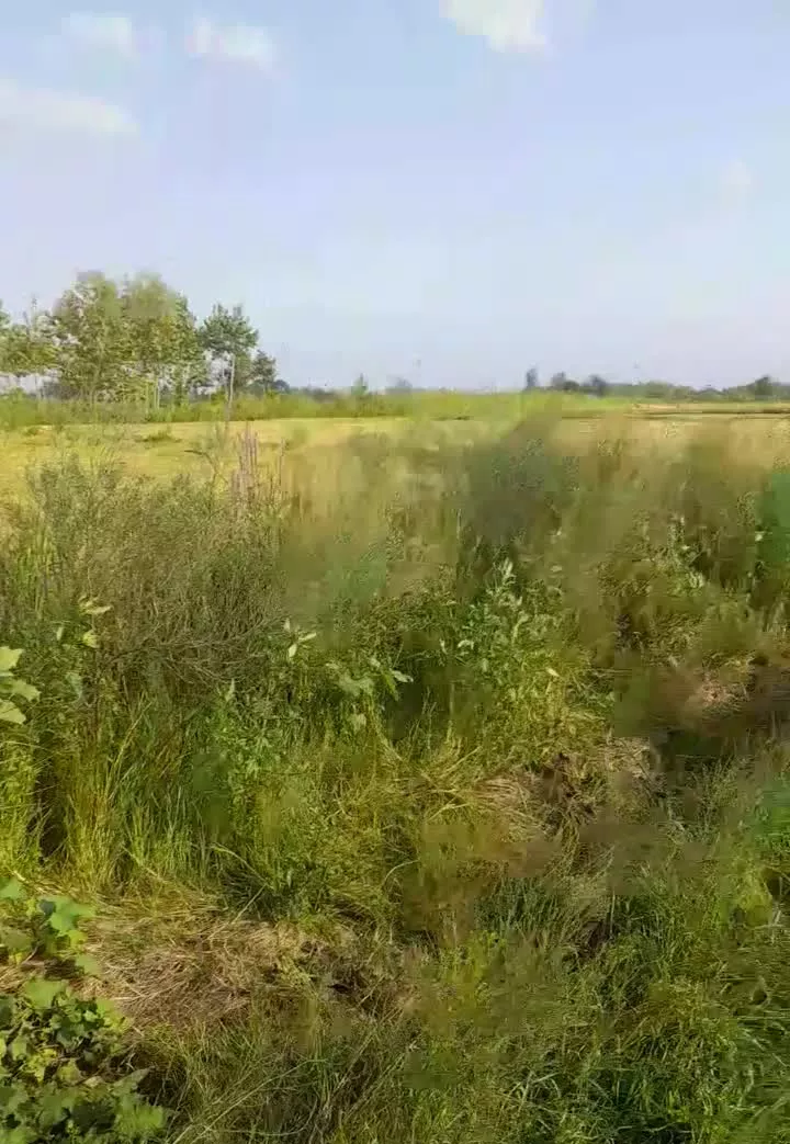 زمین کشاورزی