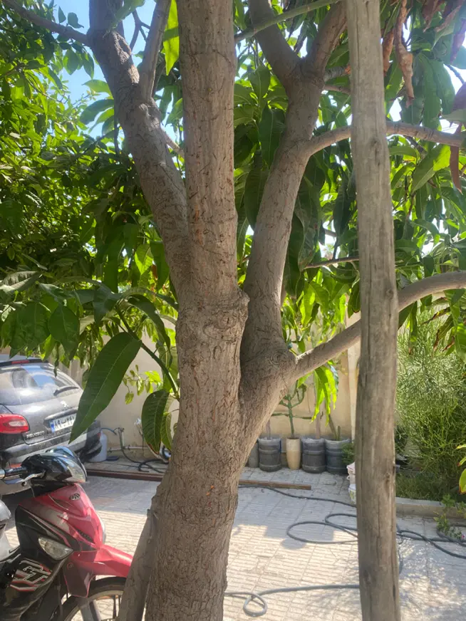 زمین زراعی