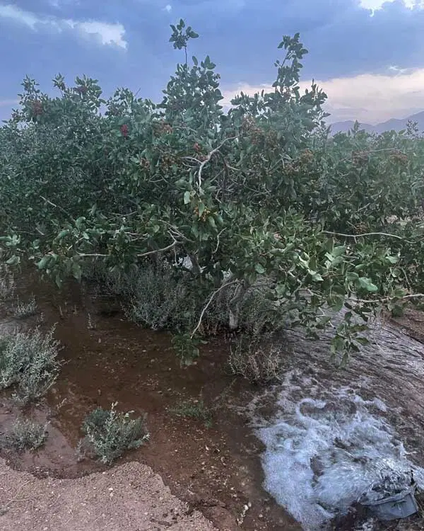500 قصب زمین پسته ای