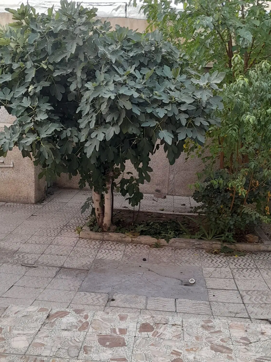 عمارت یک طبقه ۱۵۰متر جهت فروش