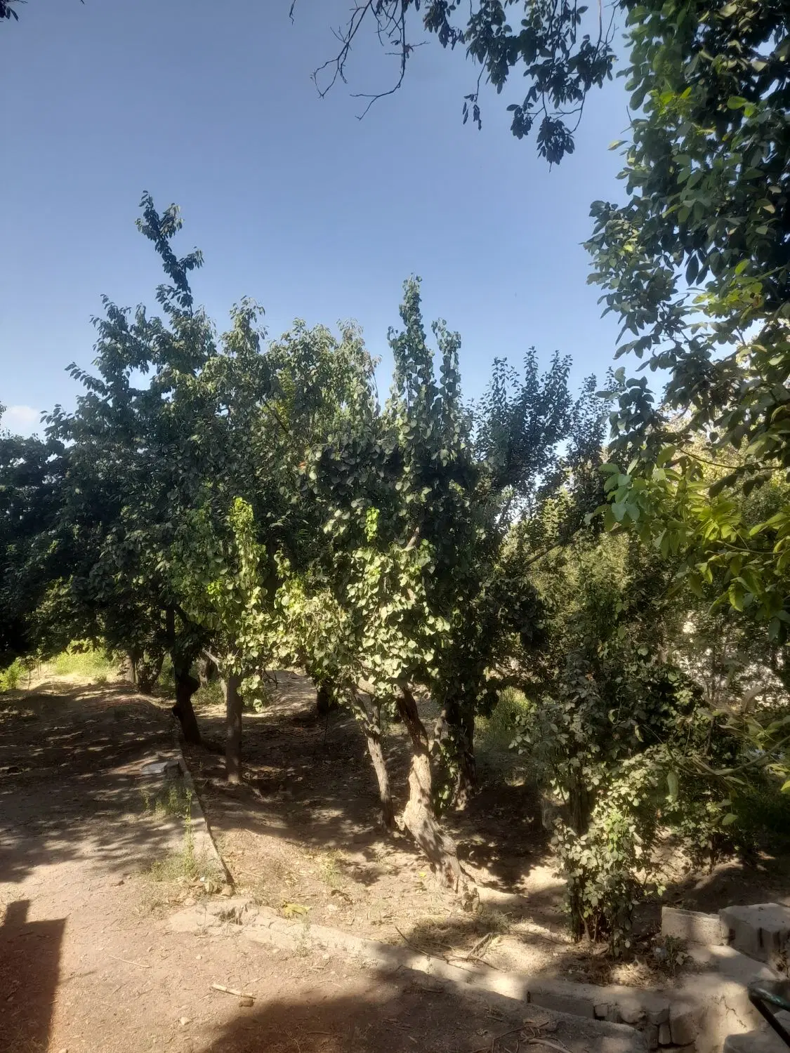 باغ سند دار ۲۸۰ متری  شهریار