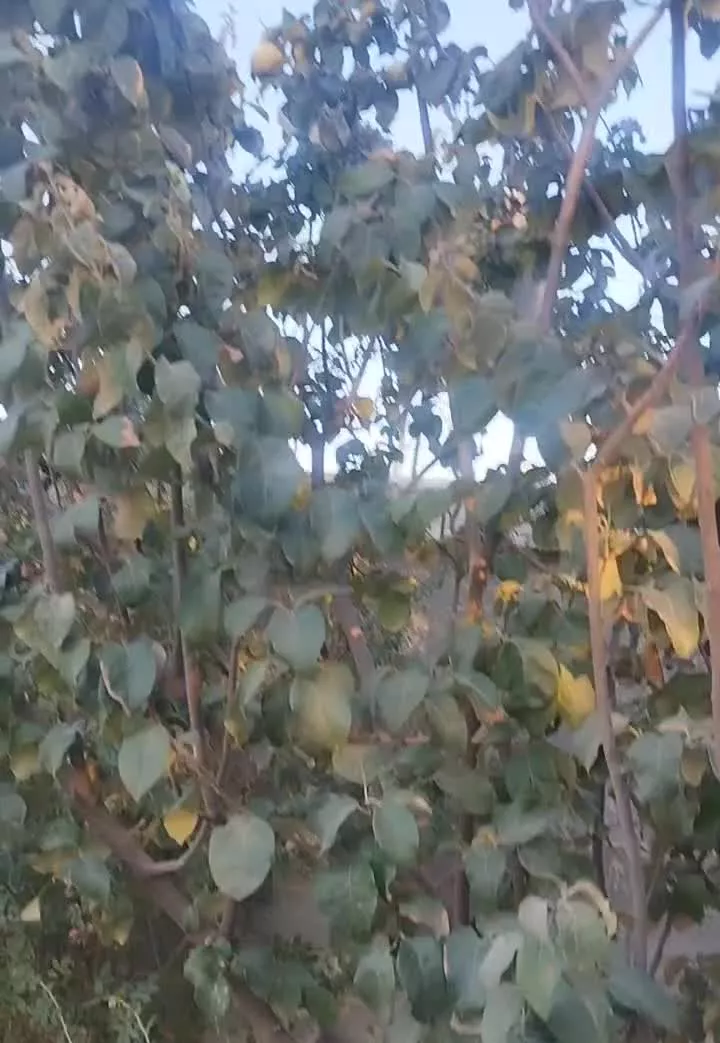 فروش باغچه 1200 متری