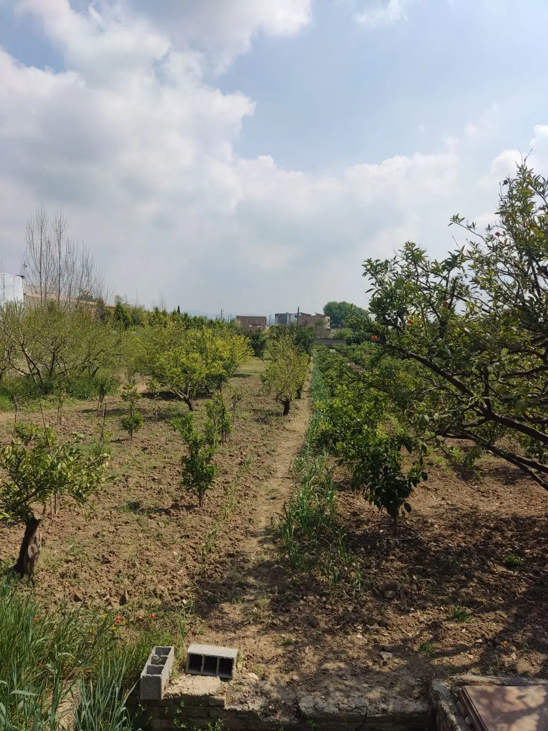 زمین ذغال‌چال ۷۳۰ متر  کوکباغ