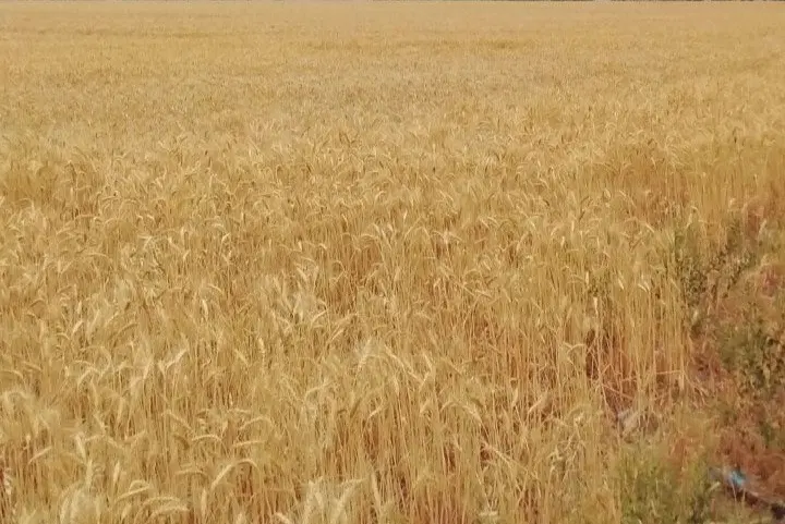 زمین کشاورزی در راه ارجستان روستای کلور