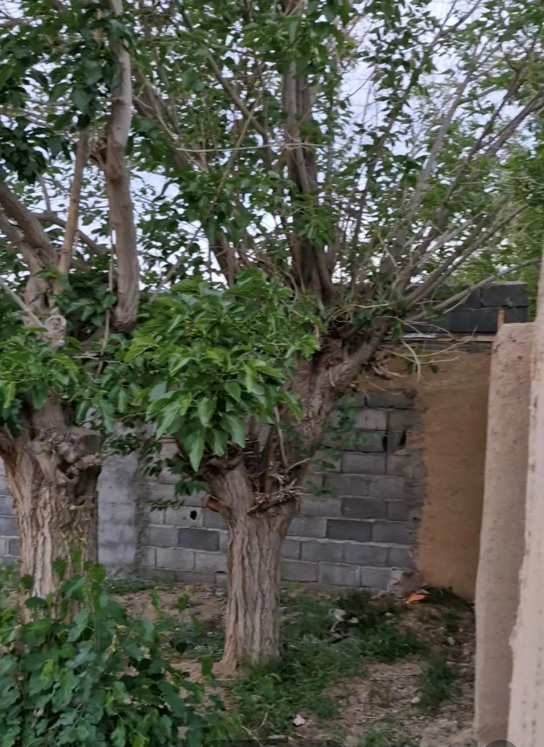 زمین باغی