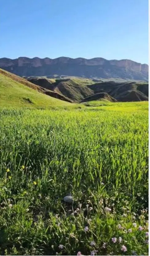 اجاره زمین زراعی دیم