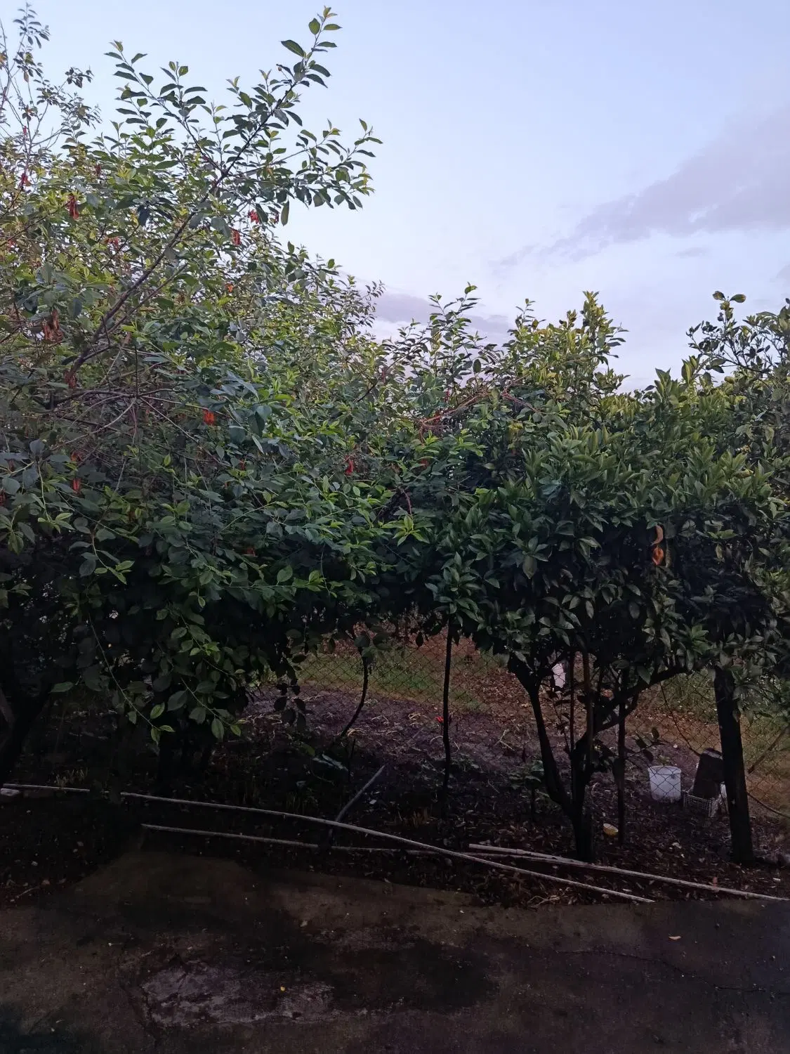 فروش خانه ویلایی در سیاوشکلا نکا