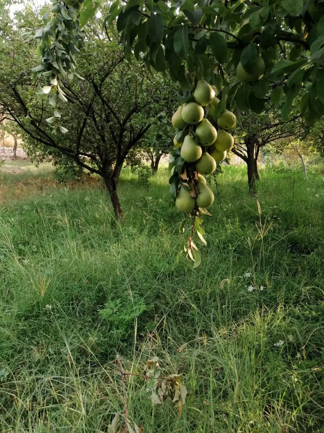 باغ در روستای هندور