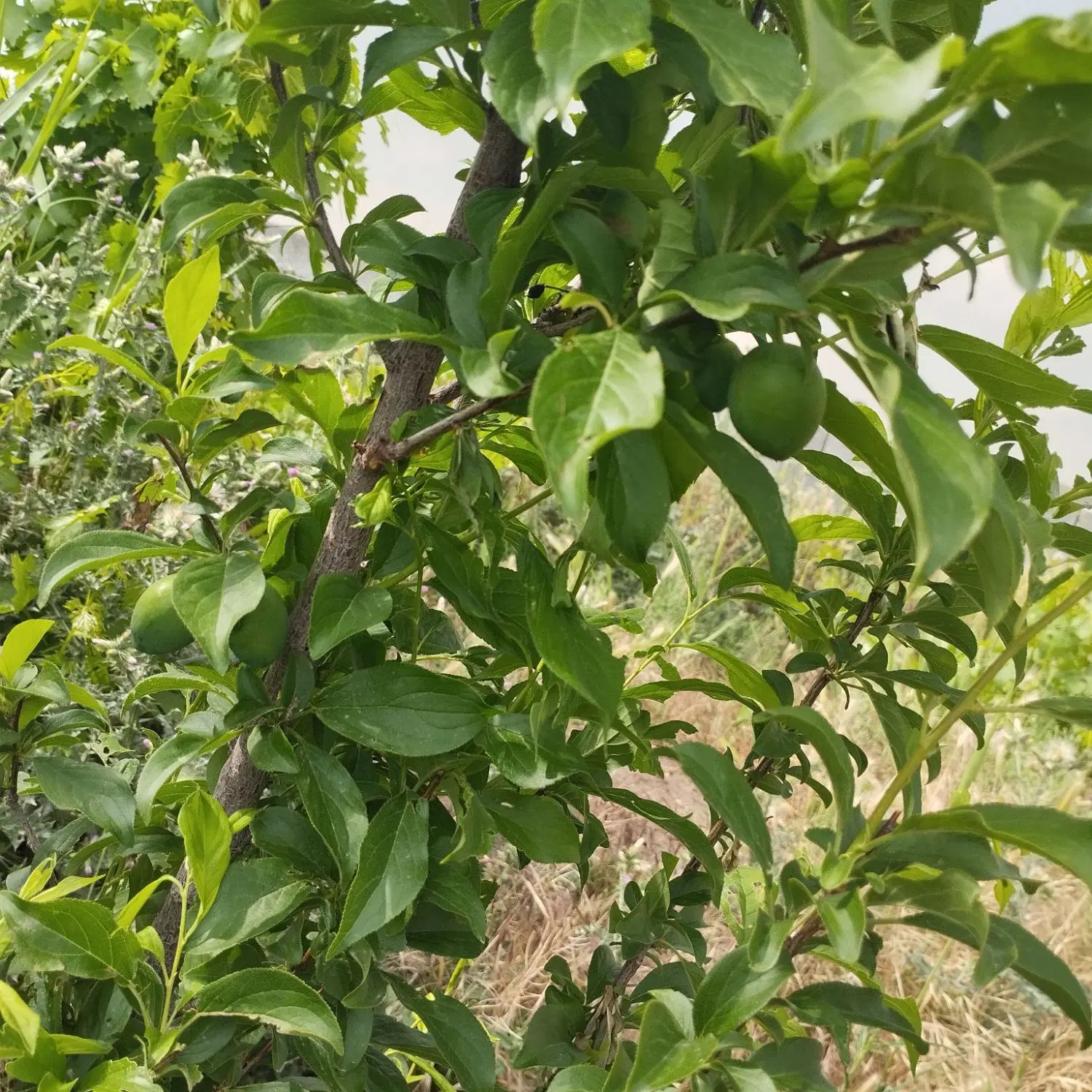 باغچه ۵۰۰متری در تخت رستم بغل سردخانه کوثر