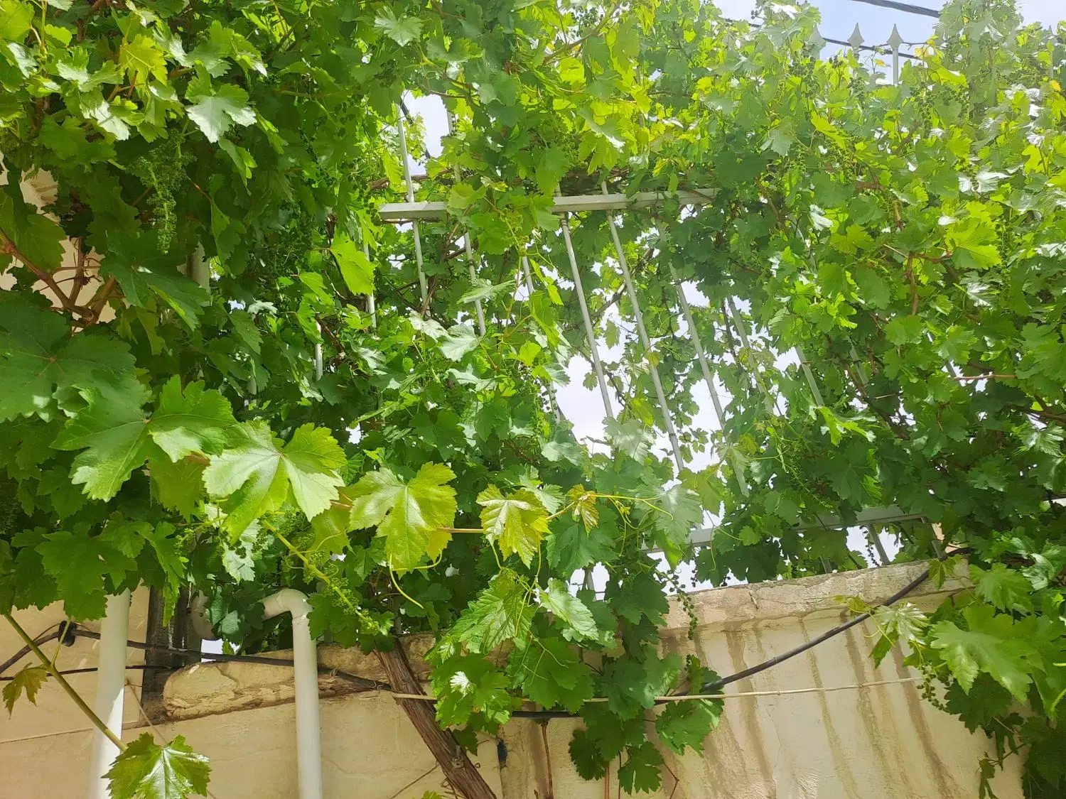 فروش منزل ویلایی