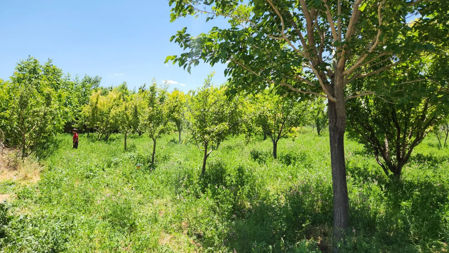 فروش باغ در سراهی اهر کوی صنعتی  اهو
