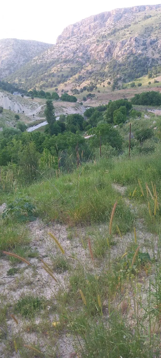 خانه کلنگی ایسو‌‌‌‌،نم