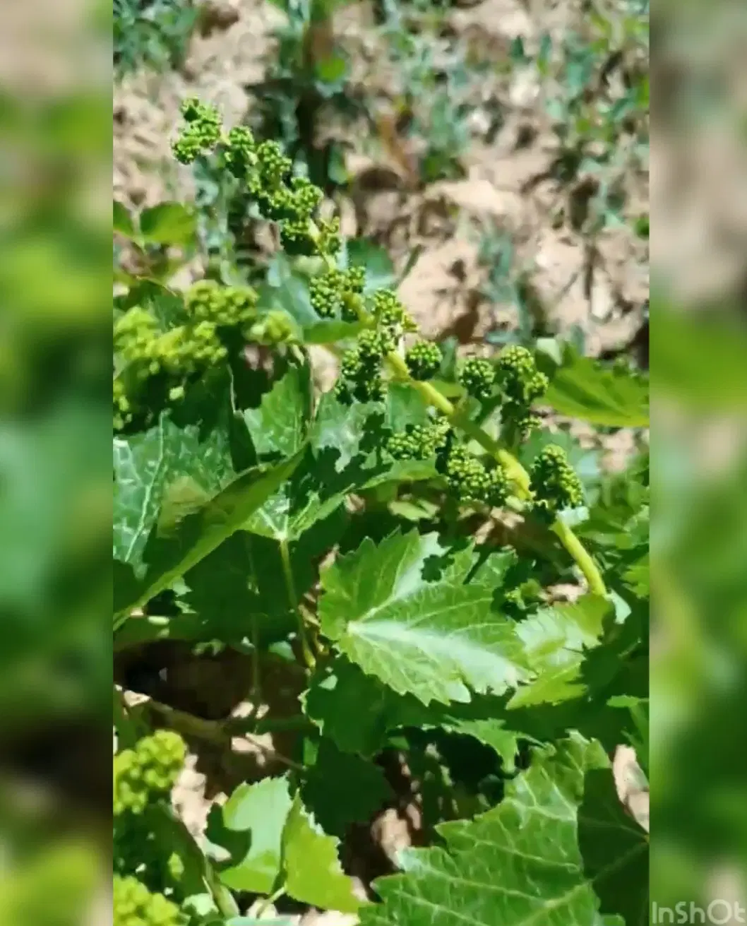 فروش باغ میوه