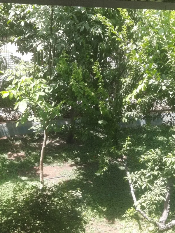 زمین باغ ترشنبه