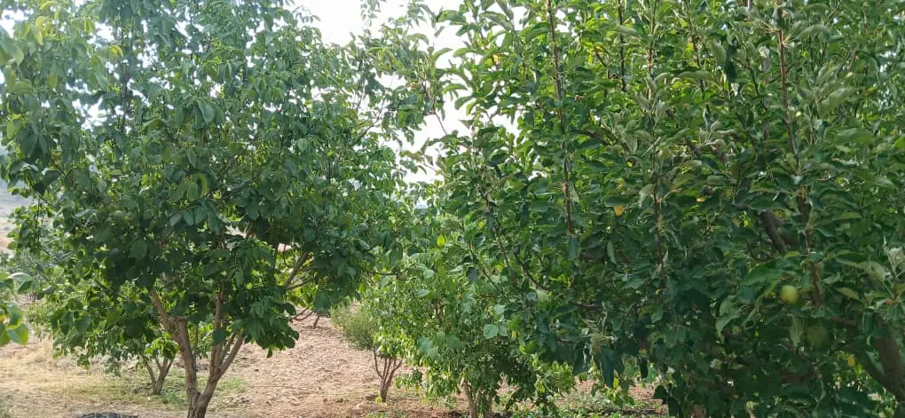 فروش باغ ۲۵۰۰ متر بعد از چهل چشمه