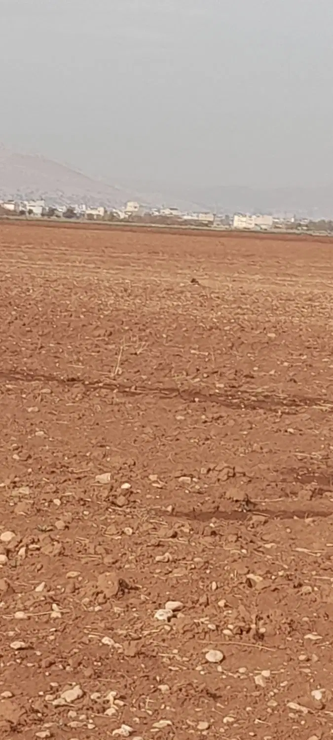 ۲۵۰۰متر زمین دیم برای زعفرون دارایی
