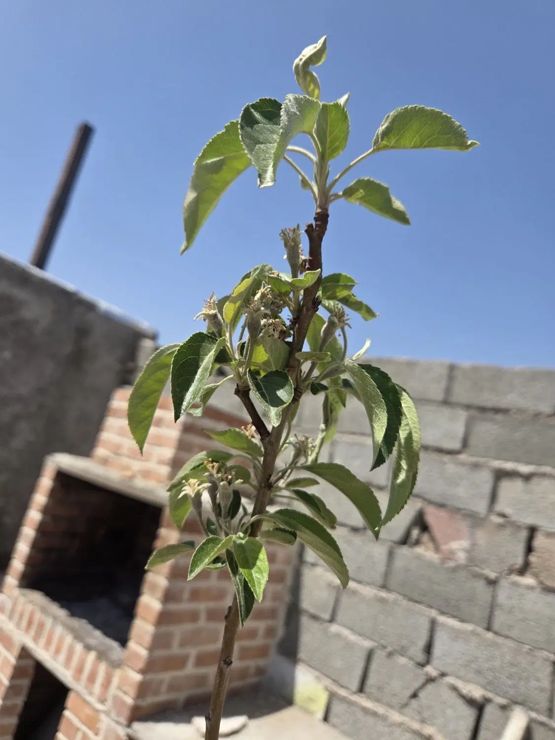 باغچه ۵۷۰متری فروش