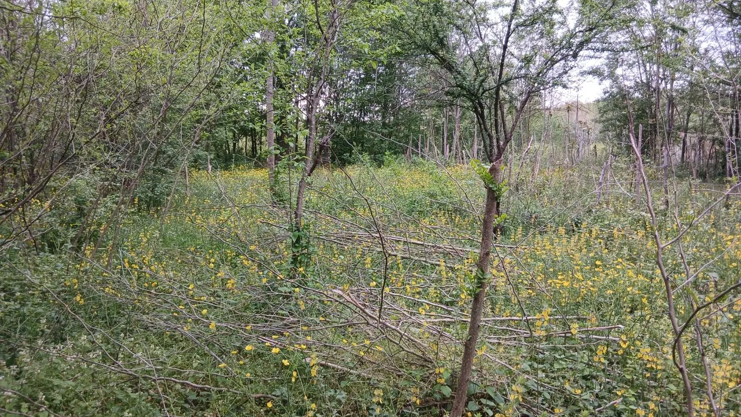 زمین باغی