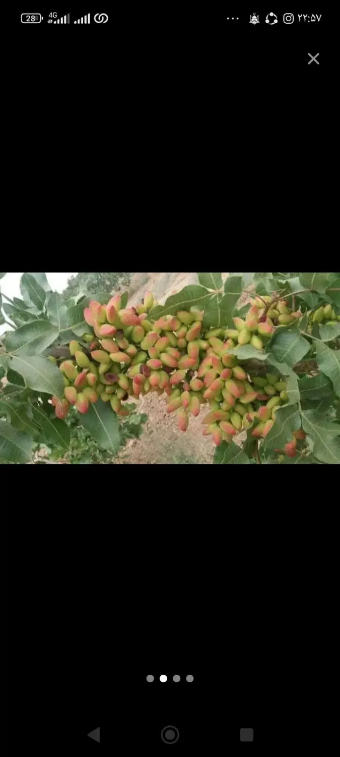 زمین پسته