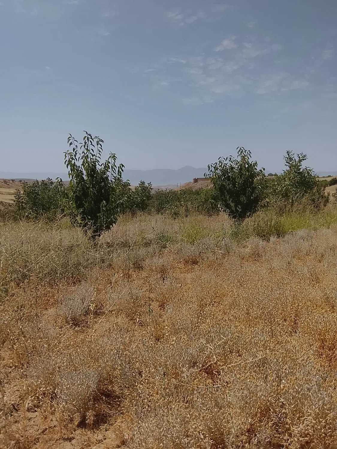 باغ میوه