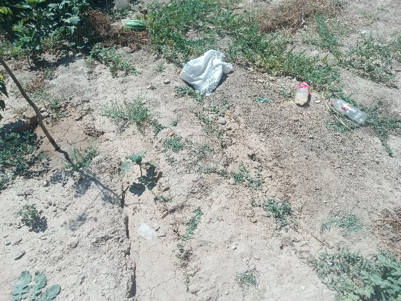 زمین کشاورزی