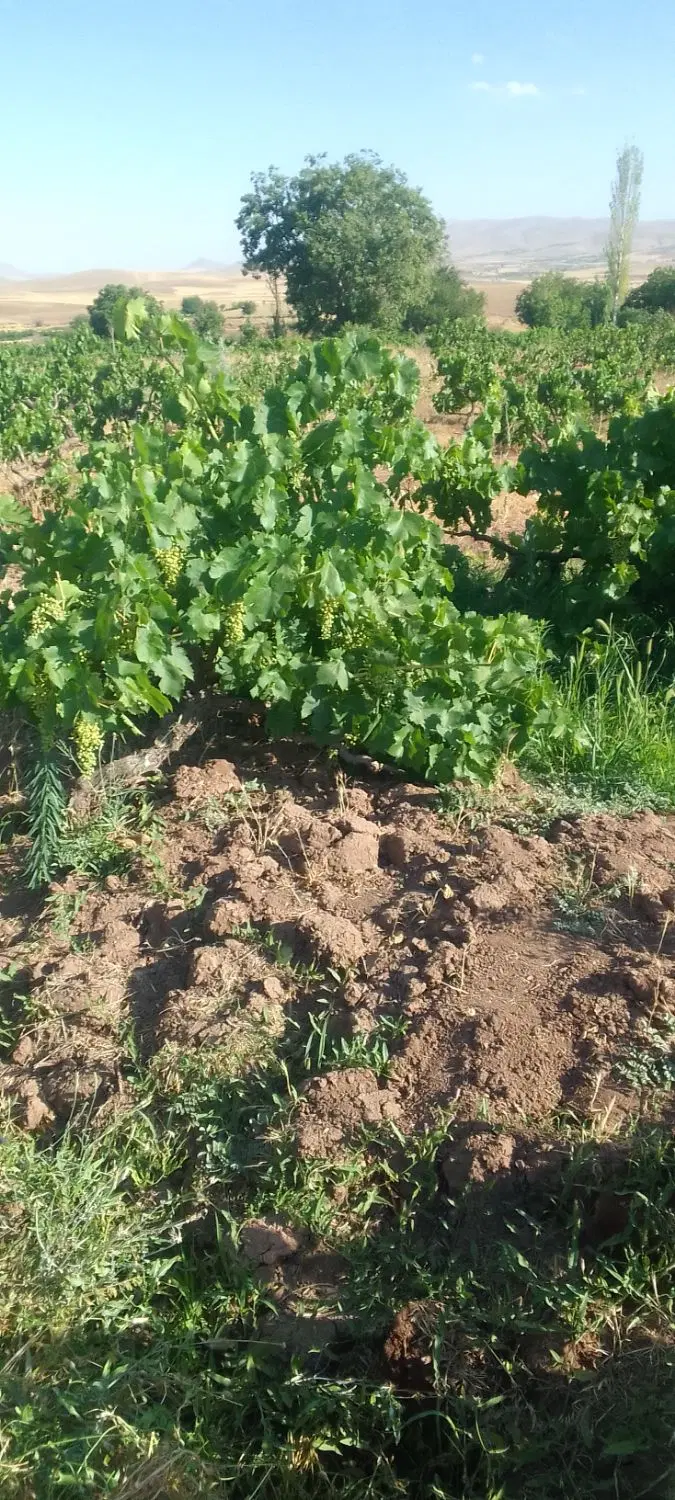 باغ روستای رحمت آباد