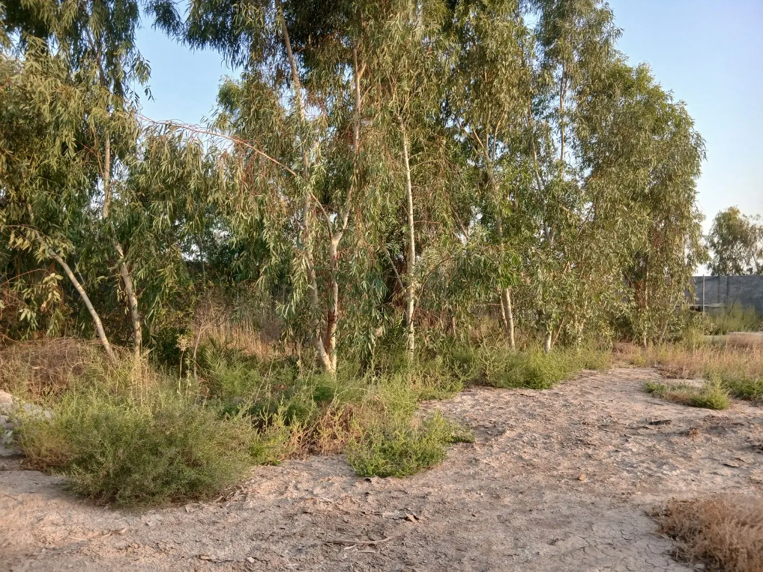 فروش خانه باغ ملاثانی