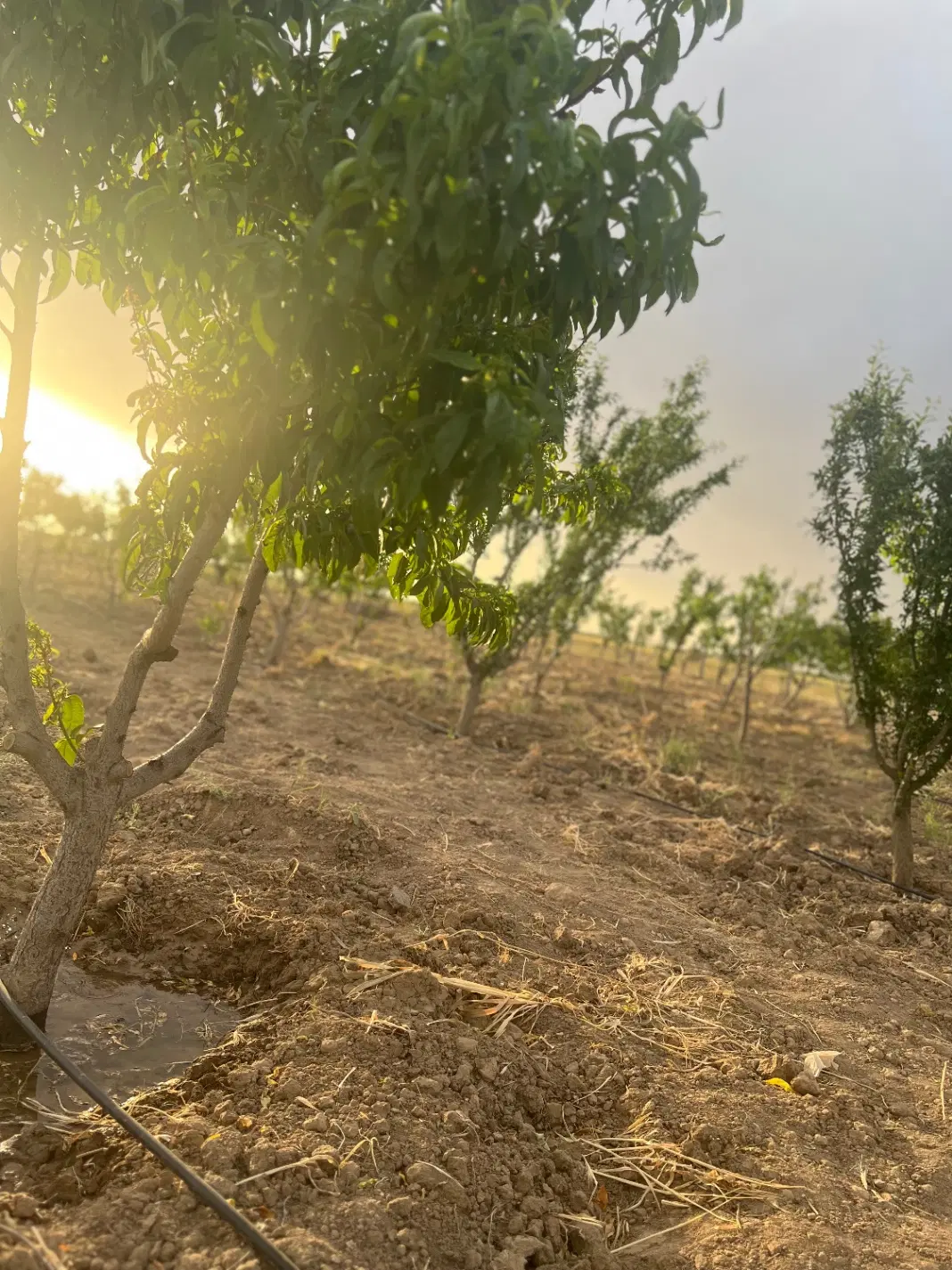 باغچه تهاترباماشین یا چکوپول