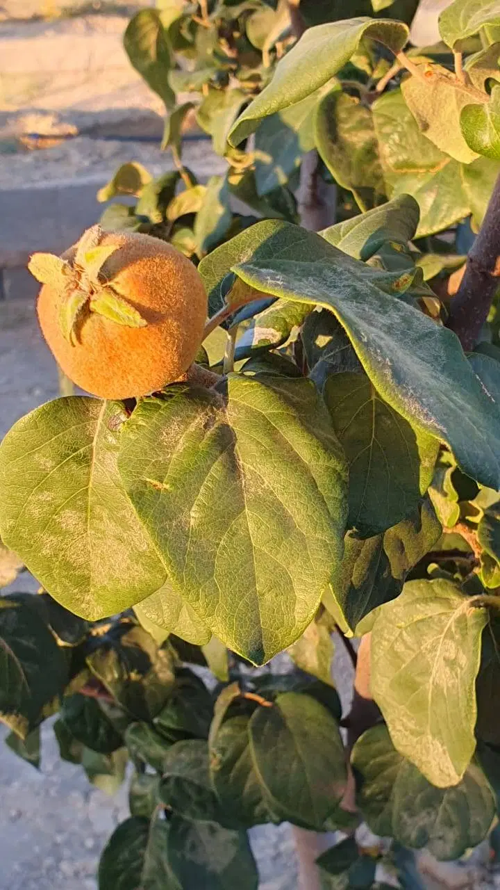 باغشهری کودیان ۱۱۰۰متر درب و دیوار دار