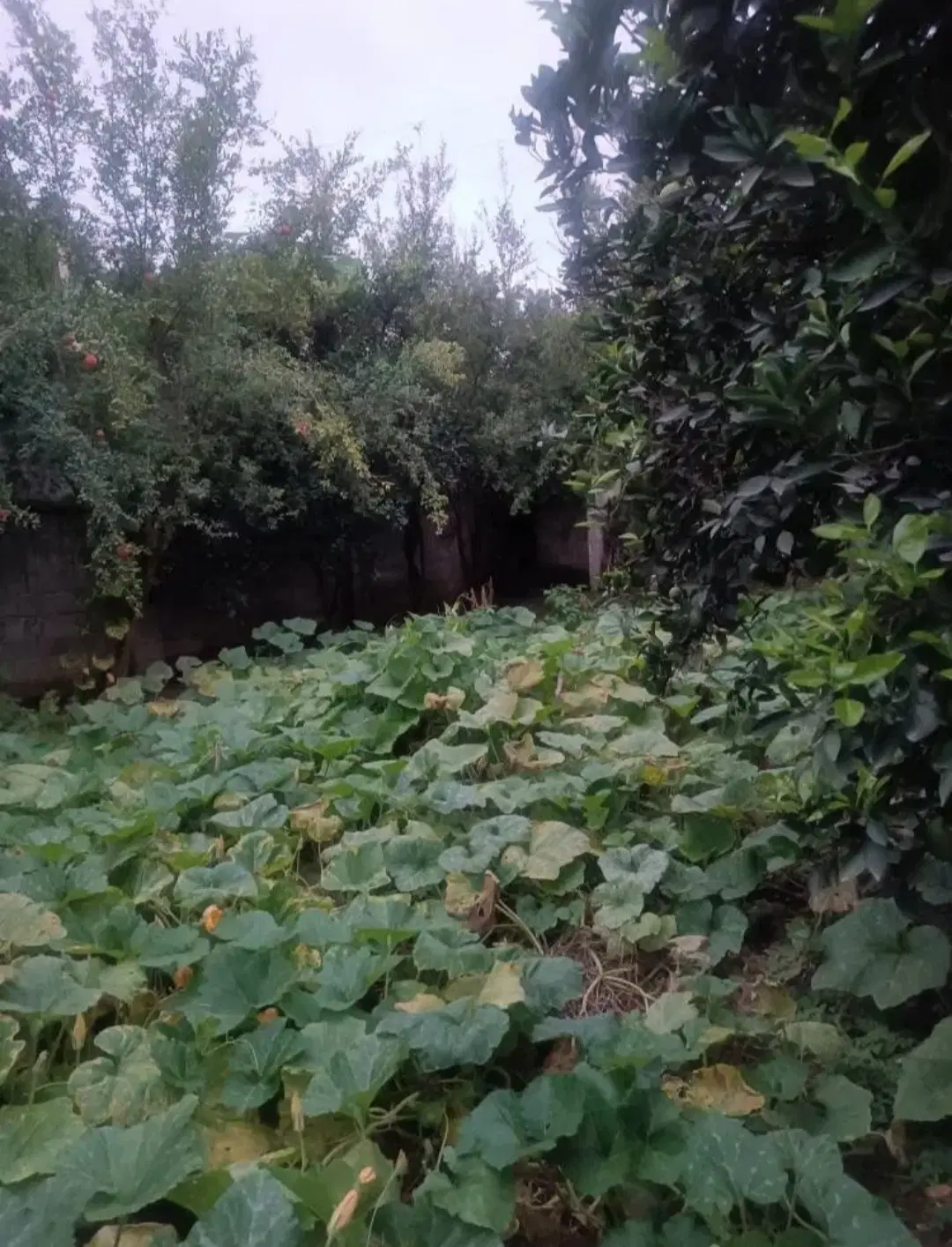 زمین در دهکده فروزان