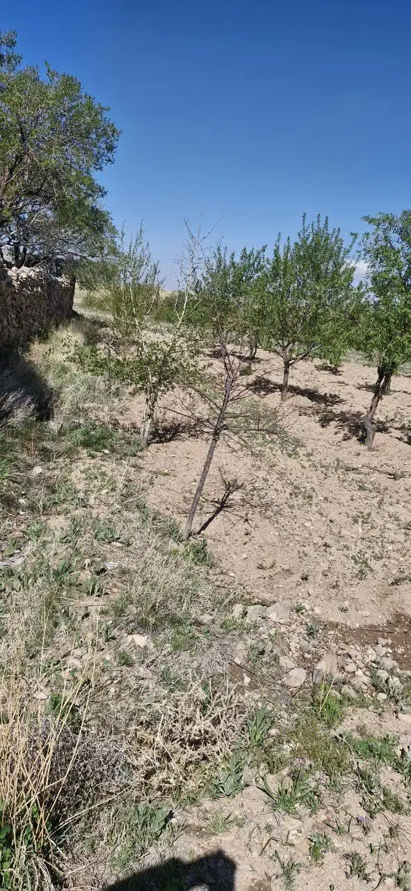 باغ بادام و پسته