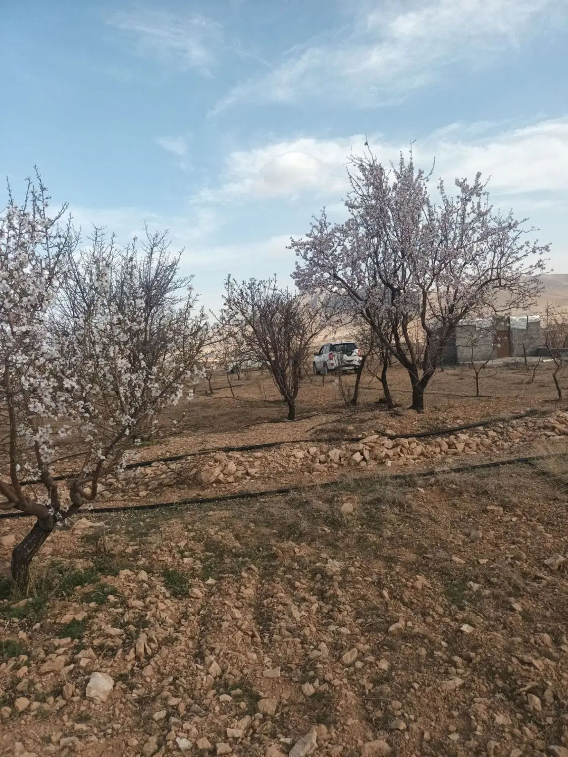 باغ در طرح عمان سامان قیمت توافقی