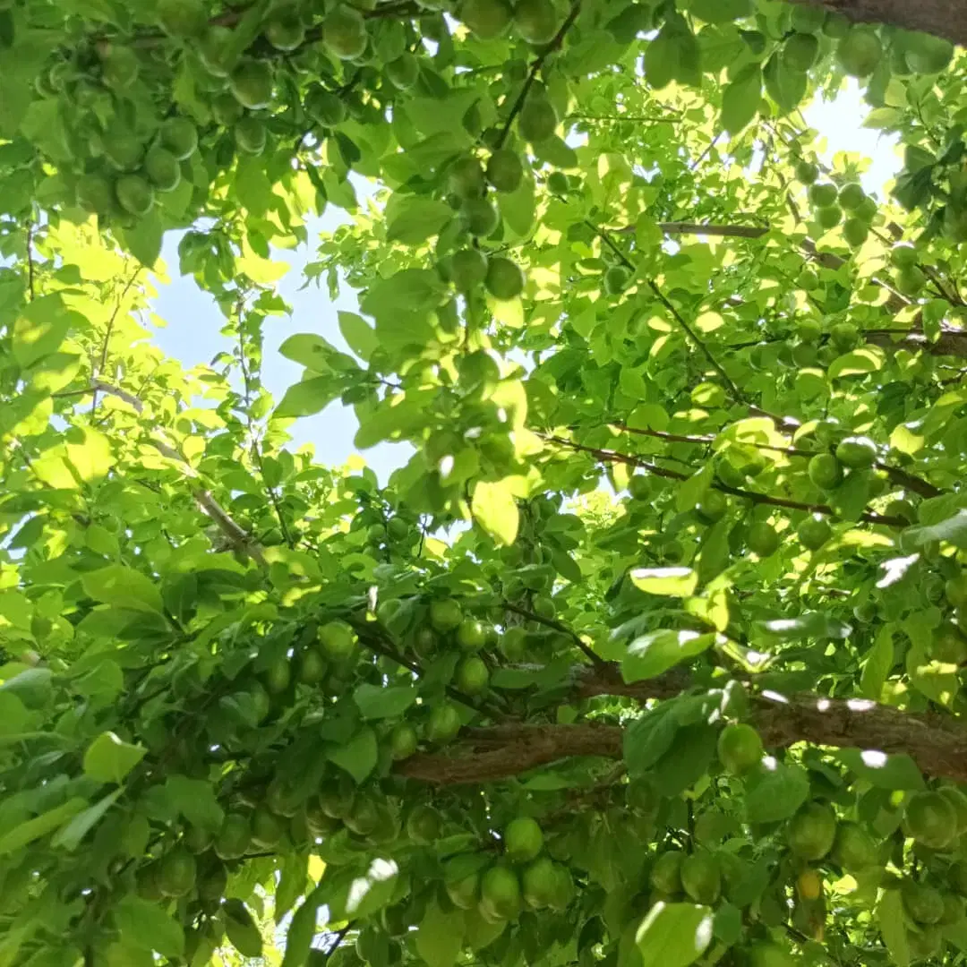 فروش یک قطعه دور دیوار باغ در دهکده ویلایی