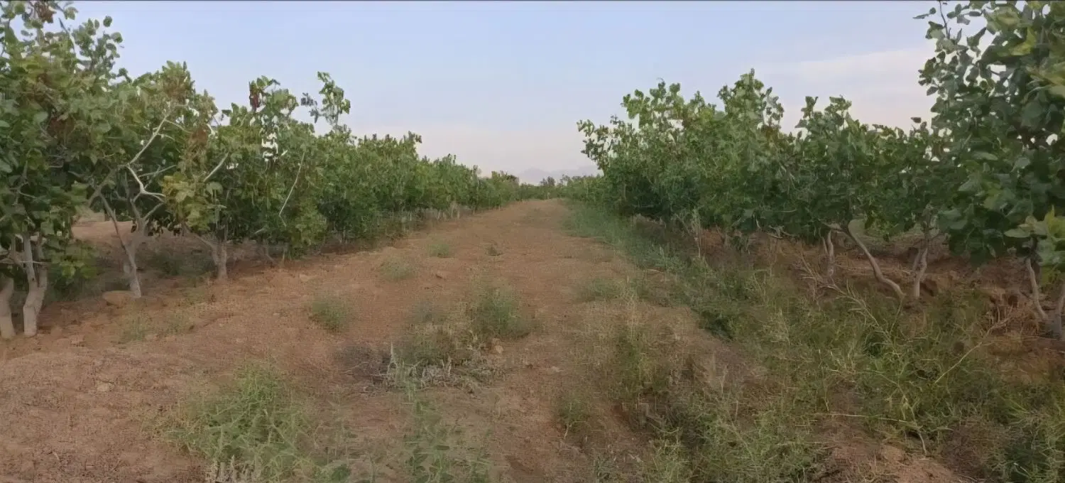 فروش ۸۰ قصب باغ پسته ثمری همراه با آب