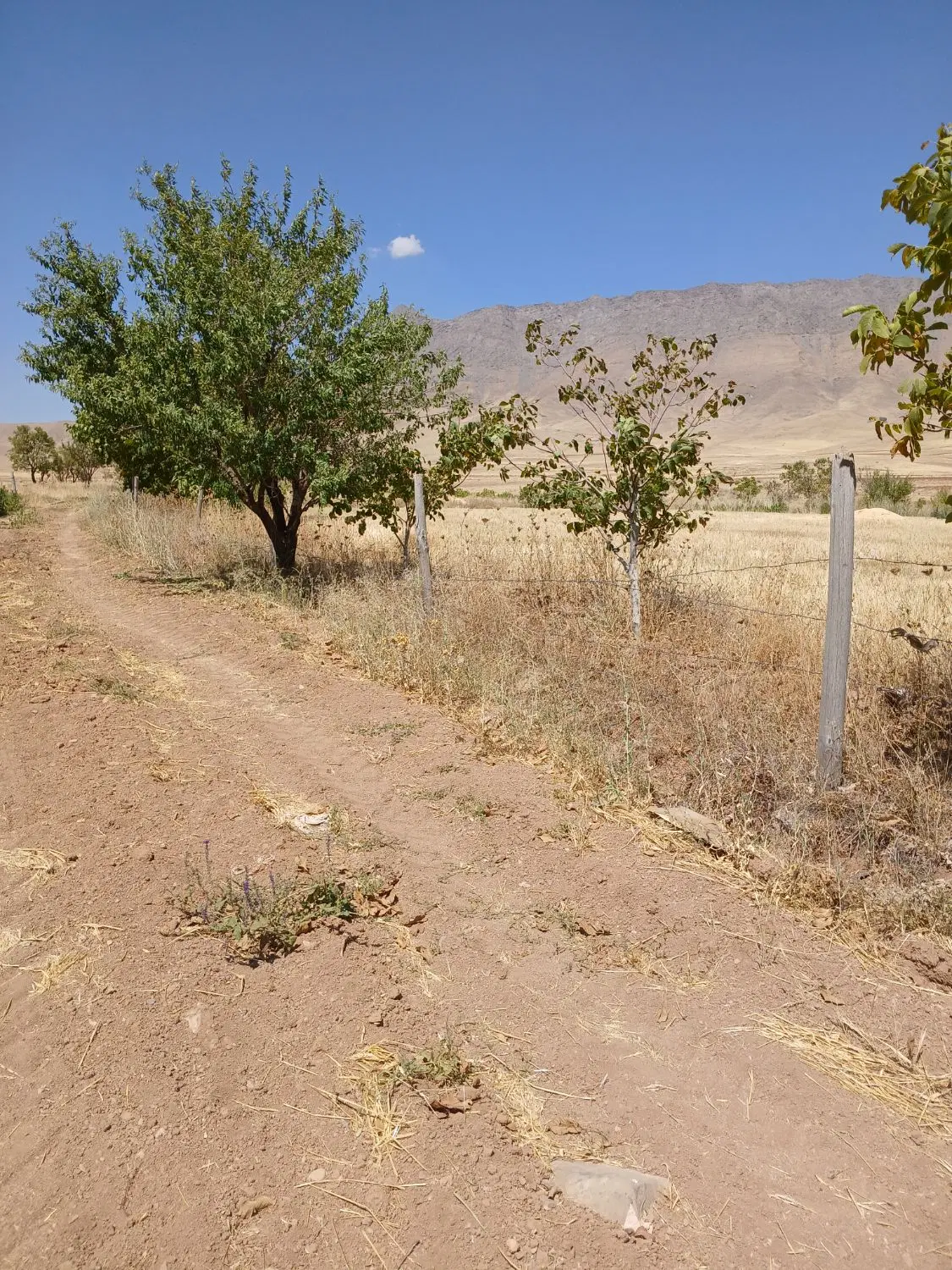 زمین دیم زار